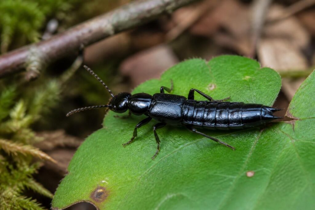 découvrez comment reconnaître le staphylin noir, un coléoptère courant, et apprenez à identifier les risques éventuels qu'il peut présenter pour votre environnement.
